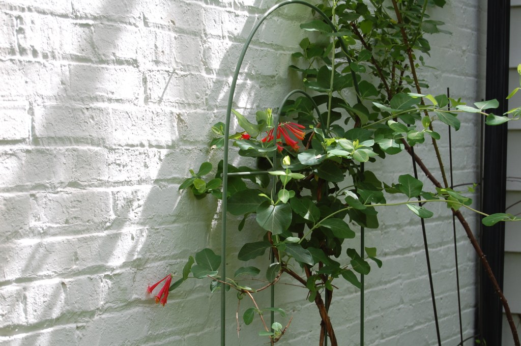 Lonicera sempervirens - trumpet honeysuckle