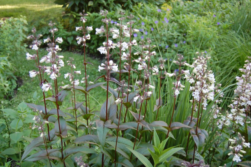 Penstemon 'Husker Red' stands behind the salvia.