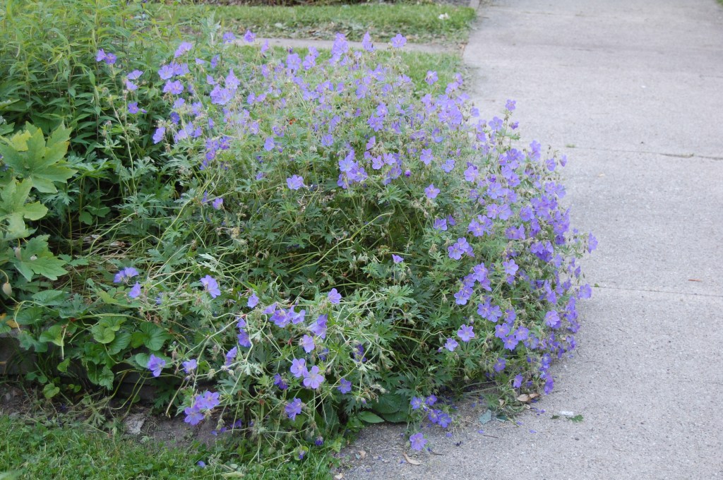 Geranium 'Johnson's Blue'