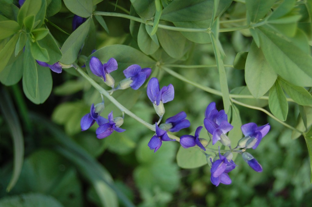 Close up of Baptisia australis - wild indigo.