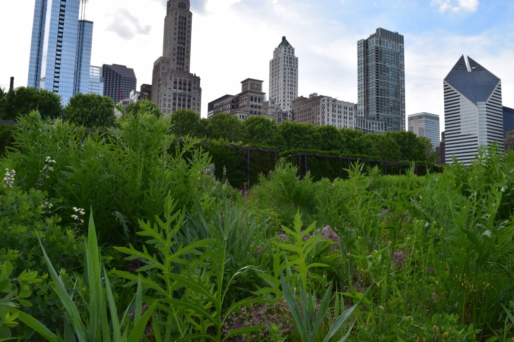 Compass Plant with Chicago skyline.