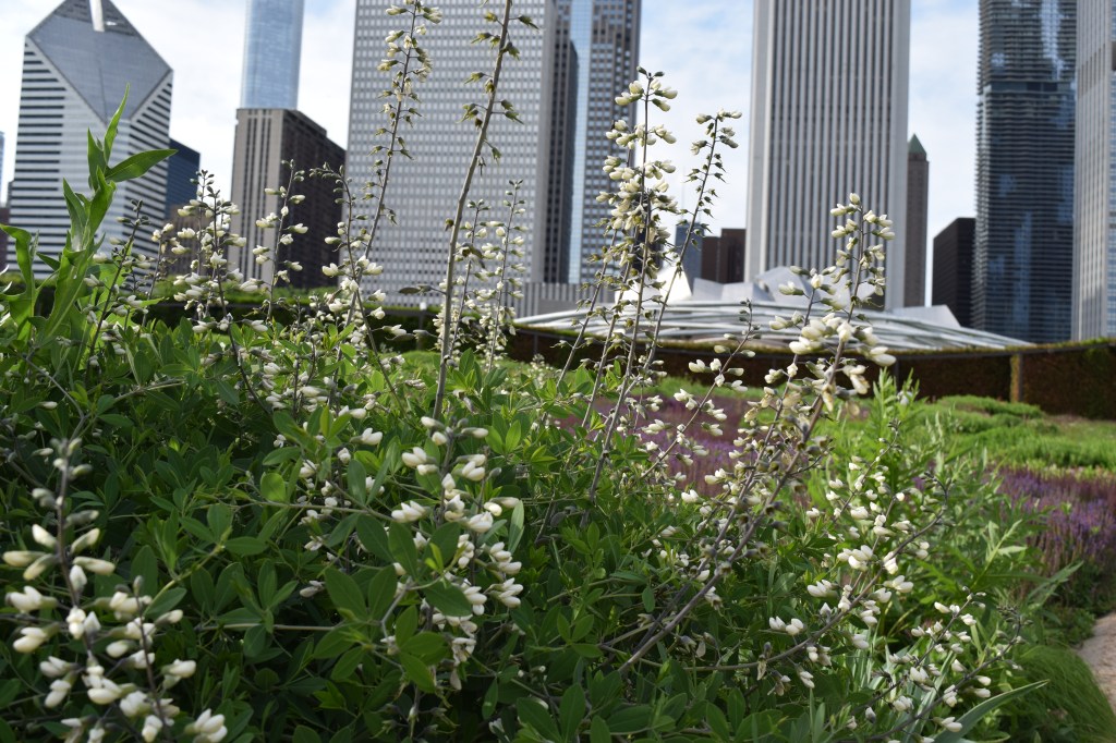 White wild indigo and the Chicago skyline.