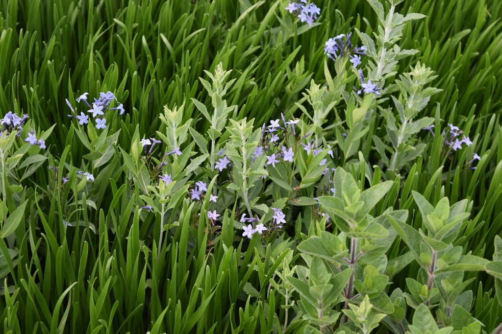 Blue Star still blooming.