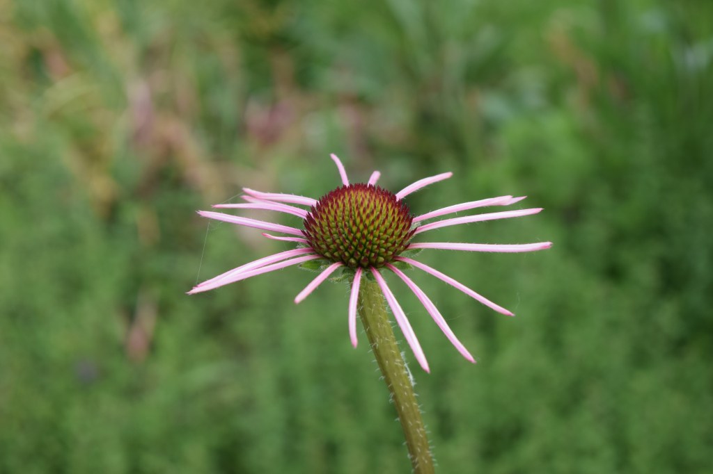 Pale Purple Coneflower opening