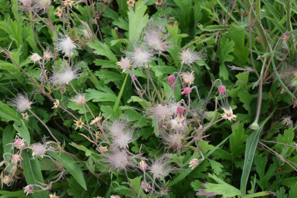 Prairie Smoke