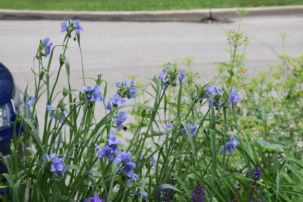 Ohio spiderwort in the parkway planting. Can you see the bumblebee coming in for a landing near the center of the photo?