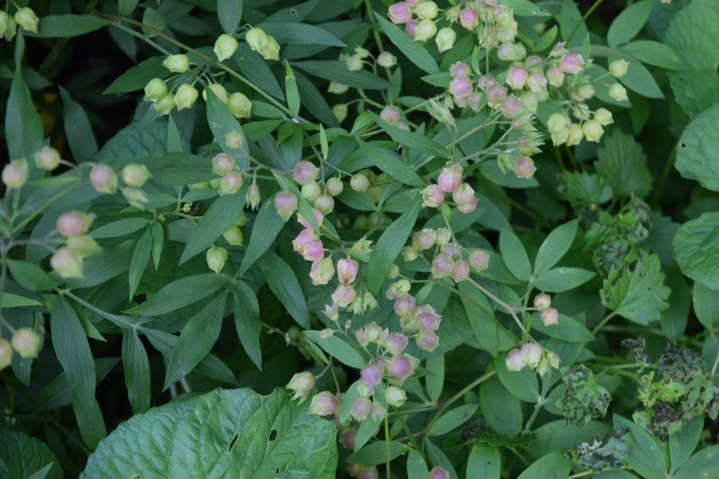 Jacobs Ladder seed capsules.