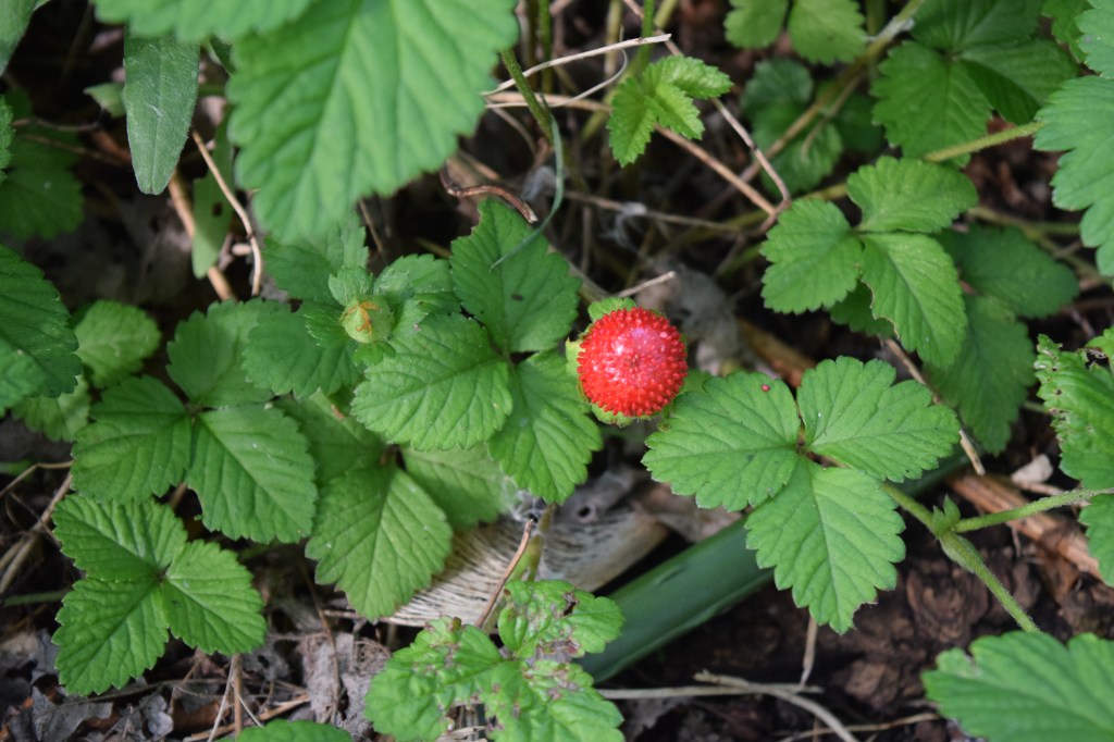 Unknown wild strawberry.