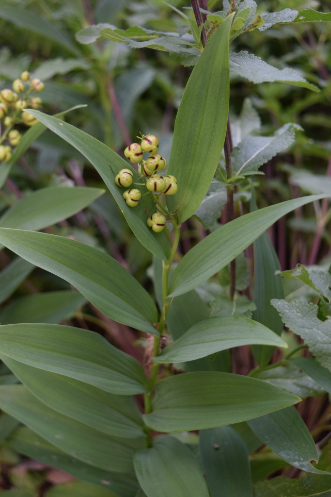 Starry Solomon's Seal
