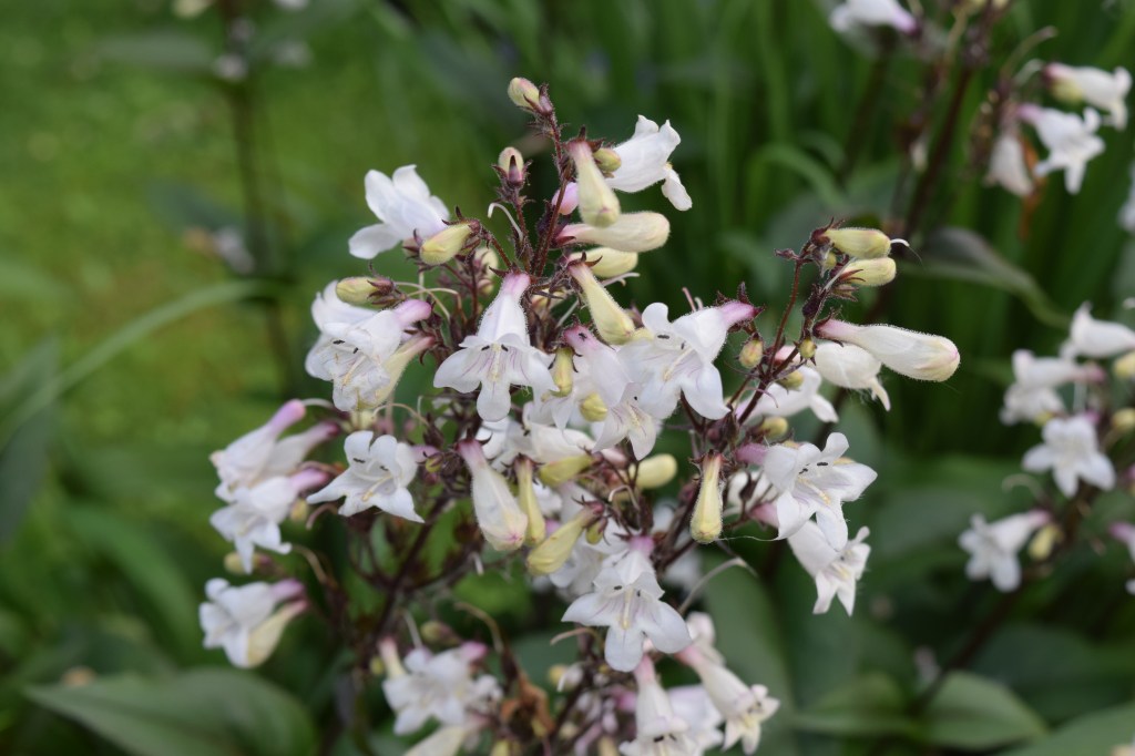 'Husker Red' up close.