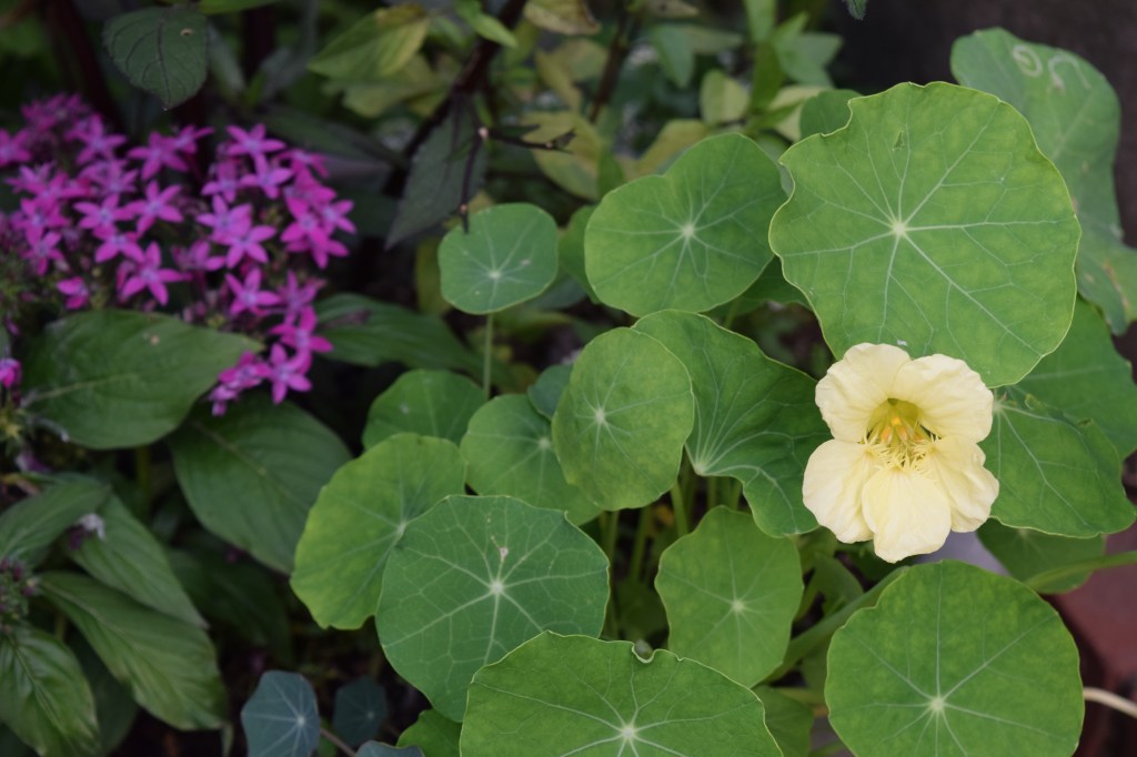 Nasturtium