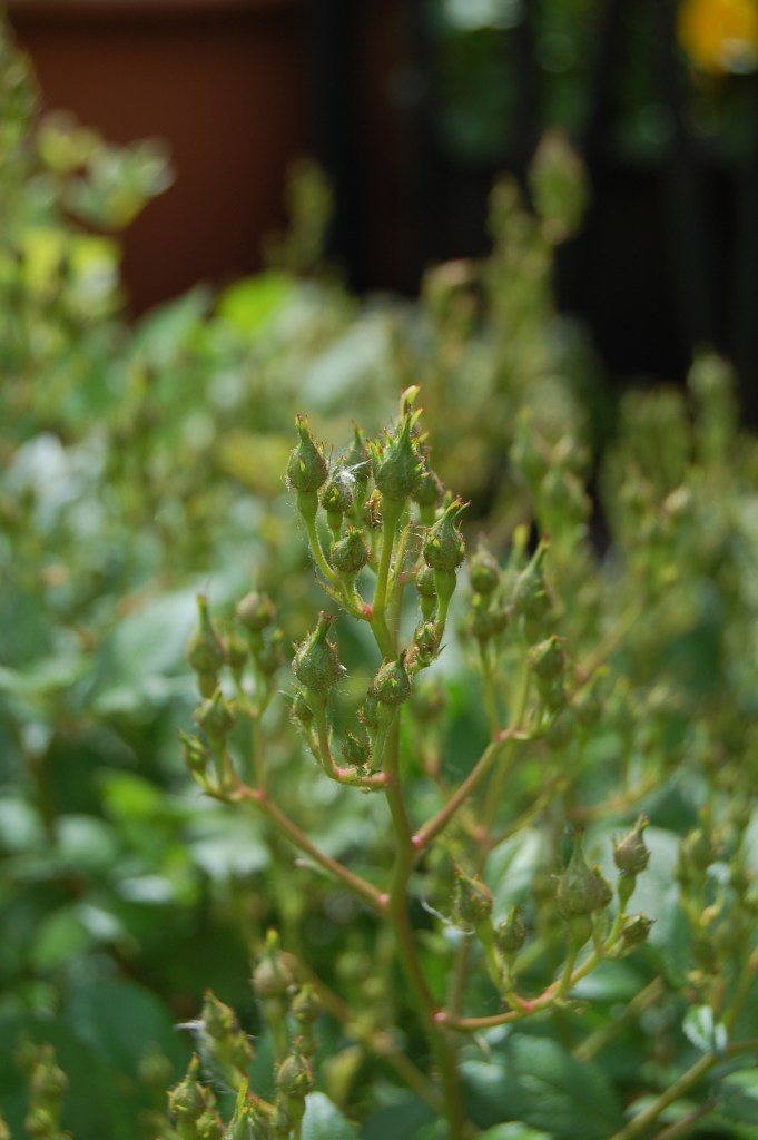 It quickly became clear that 'Cassie' had shrugged off the freezing cold.