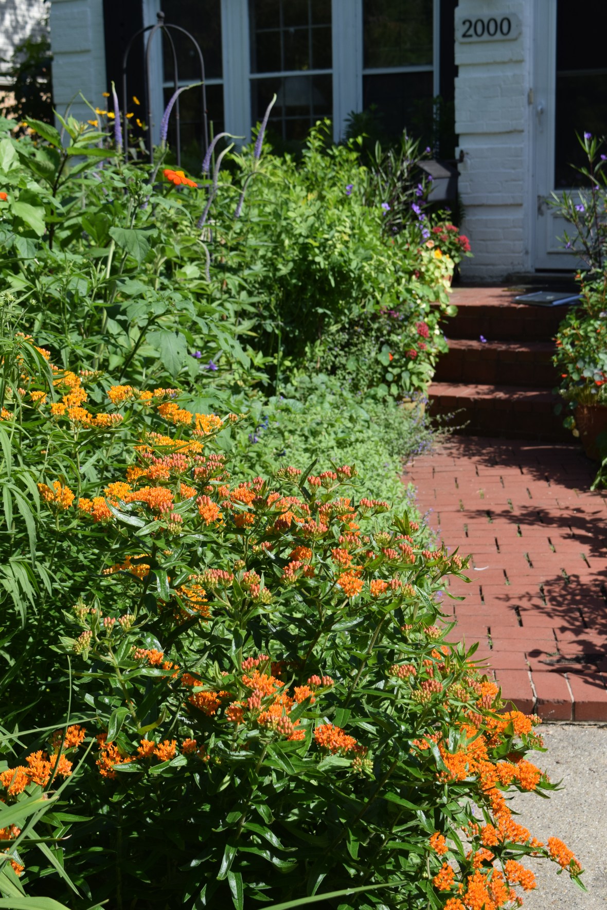 2014-07-04 16.09.48 butterflyweed, driveway border