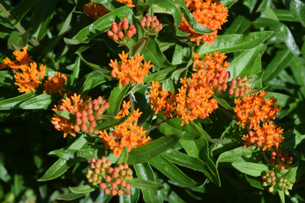 Butterflyweed