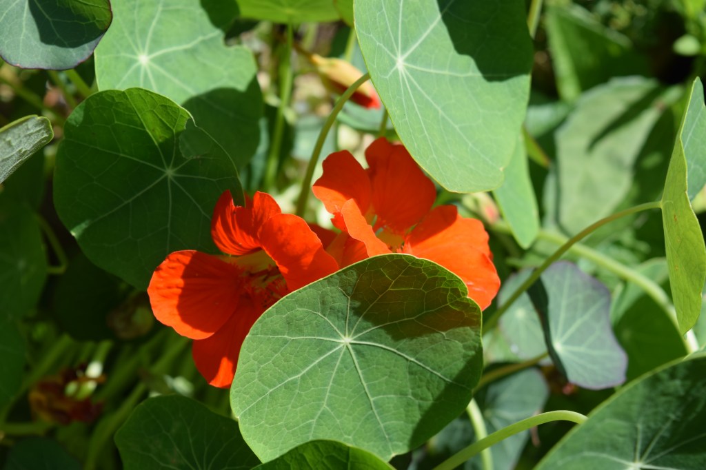 Nasturtium 'Empress of India'