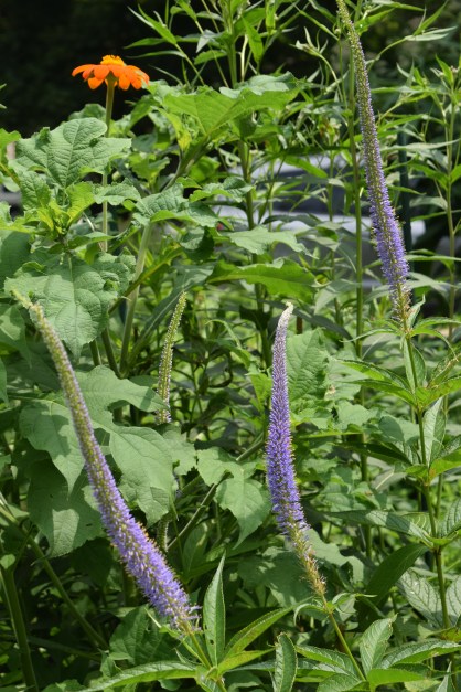 Another view of Culver's root 'Fascination'