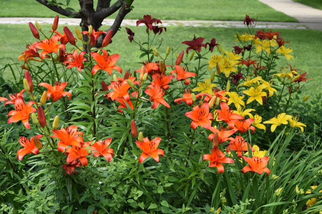More Asiatic lilies.
