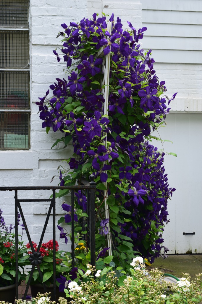 Blooming on both sides of the trellis.
