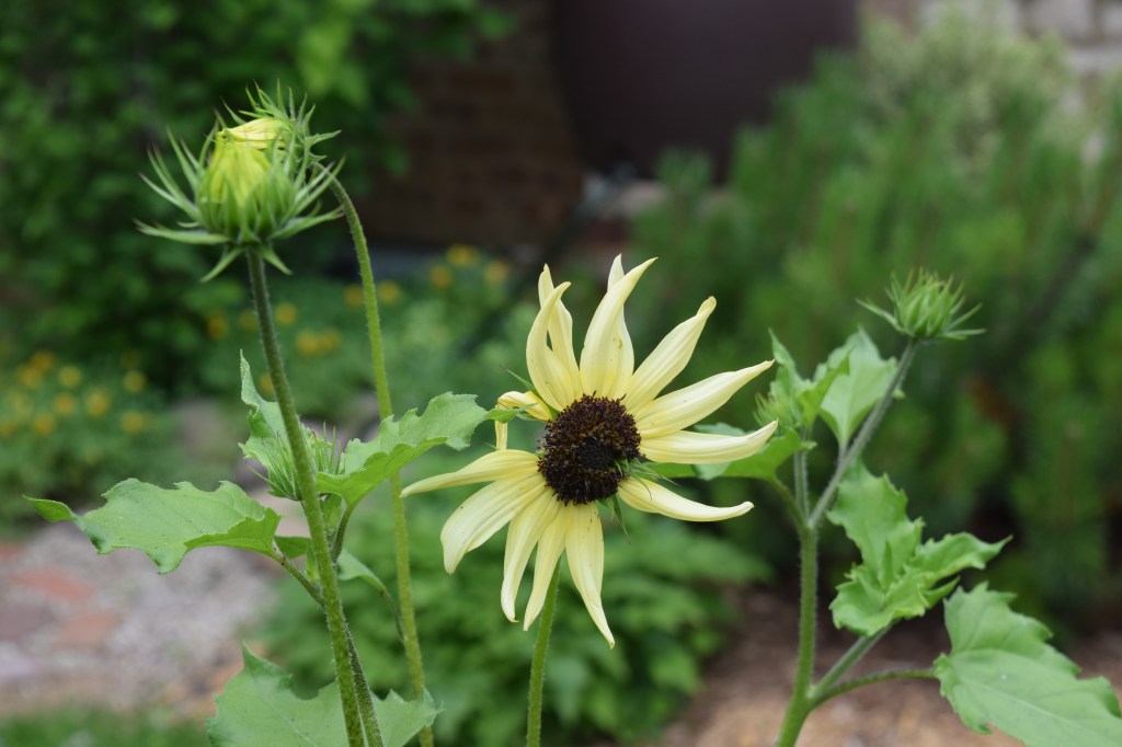 'Italian White' sunflower