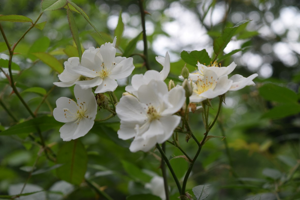 2014-07-06 12.14.47 rose darlow's enigma