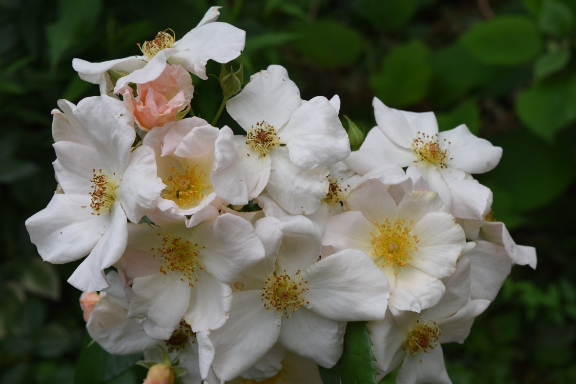 2014-07-06 12.16.47 rose sally holmes