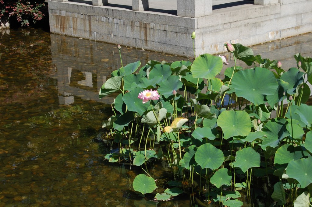 2014-07-11 12.55.34 Lan Su water lilies