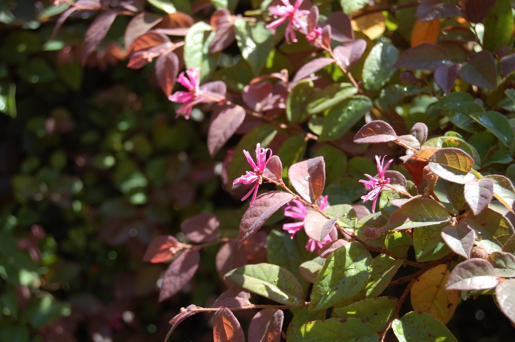 2014-07-11 12.58.52 lan su garden
