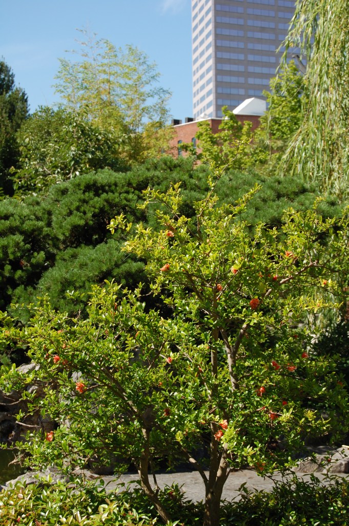 I was occasionally startled by glimpses of office buildings, reminding me that I was in downtown Portland.