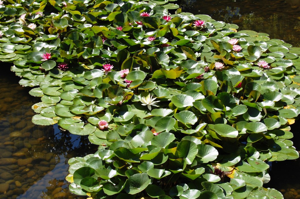 More water lilies.