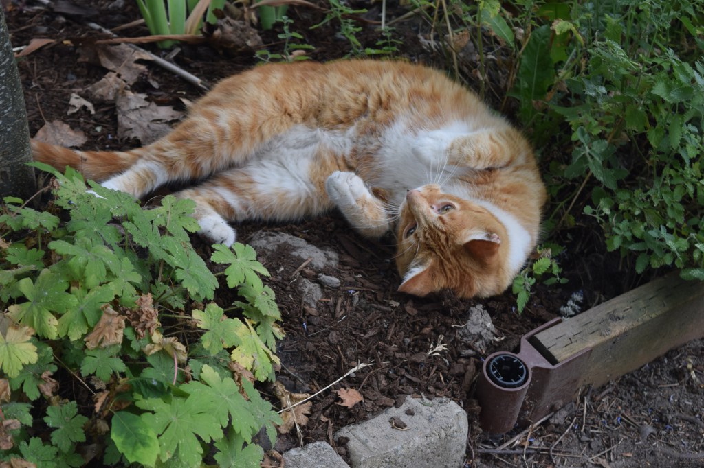2014-07-13 11.35.43 rhone street gardens cat
