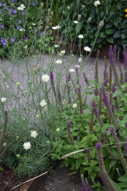 2014-07-13 11.38.30 Rhone Street Gardens