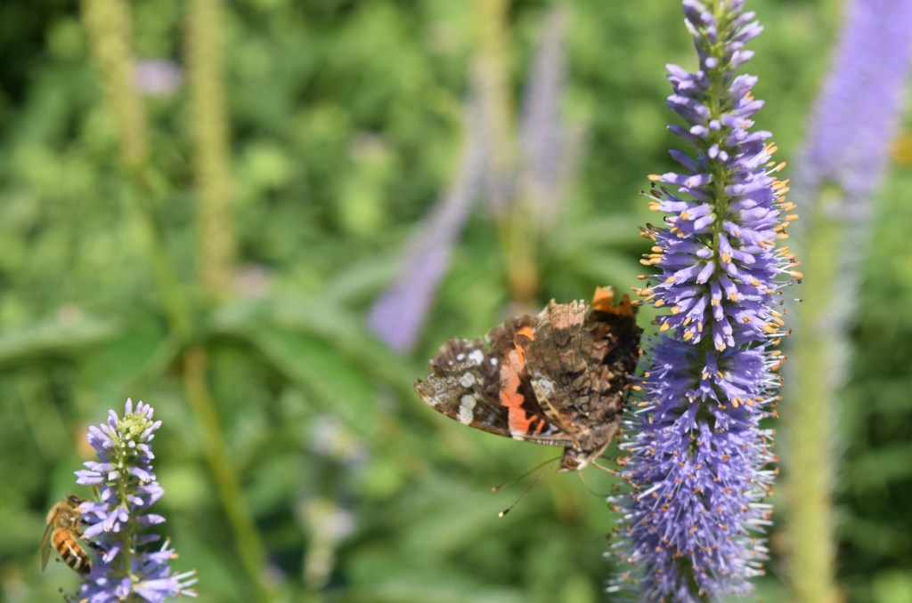 Red Admiral butterfly