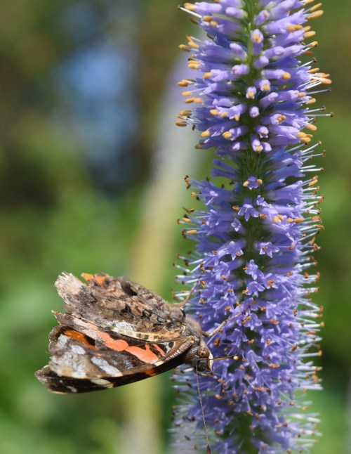 Red Admiral on 'Fascination' Culver's Root