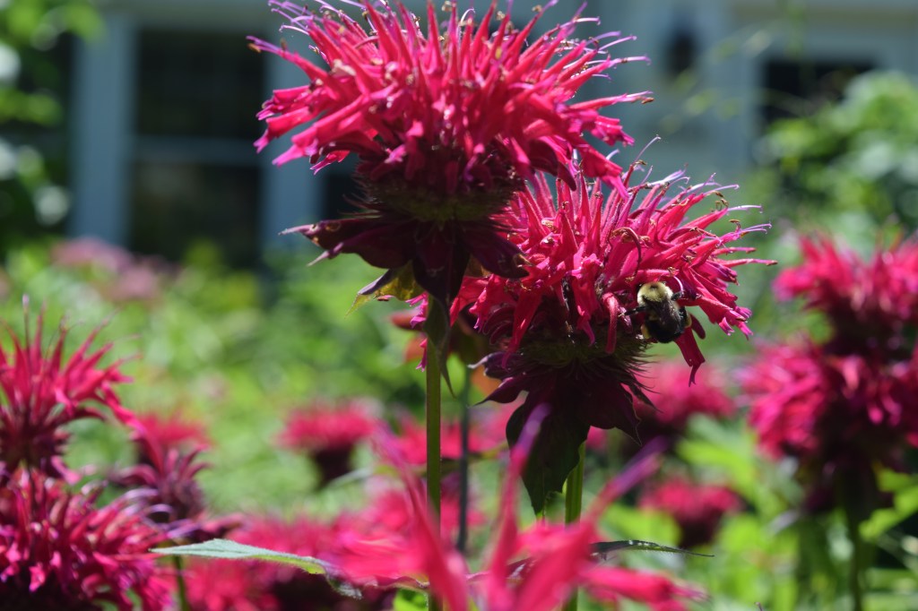 'Raspberry Wine' bee balm