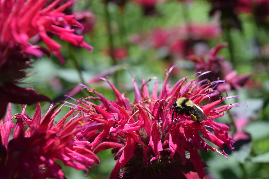 Bumblebees like Monardas.