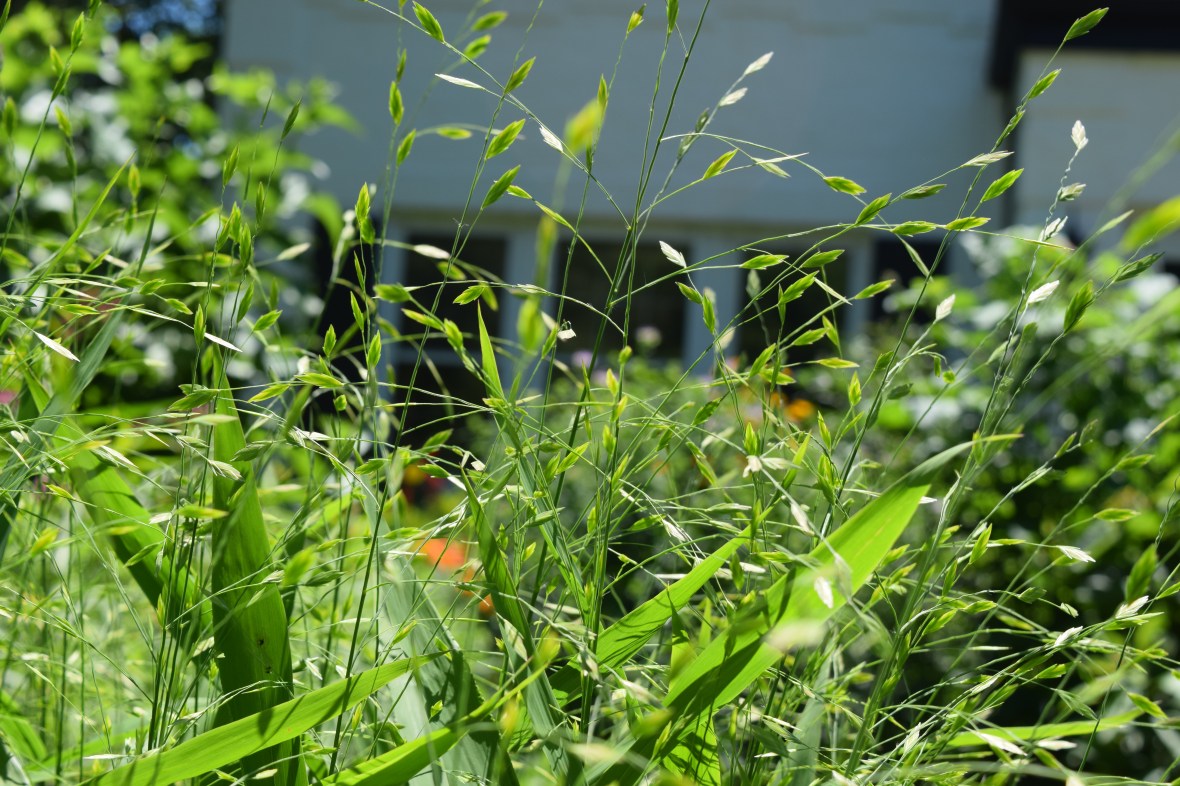 2014-07-16 10.52.43 northern sea oats