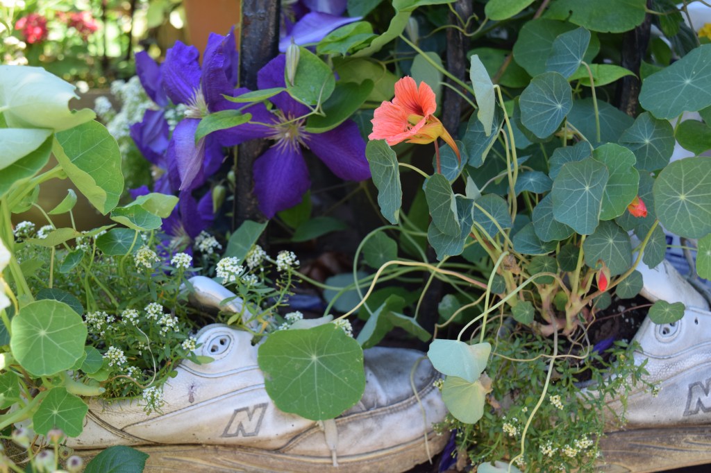 The sweet alyssum is still doing ok cohabiting with nasturtum in my old sneakers, but the clematis wants to butt in.