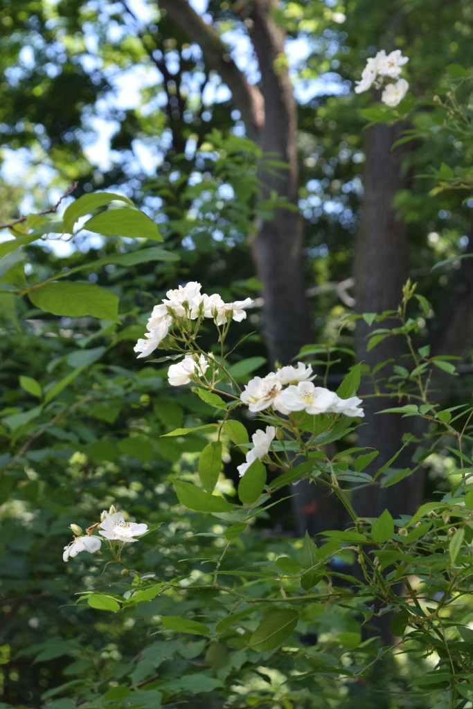'Darlow' is a rambler. I'm working on getting it to ramble up the arbor in the back garden.