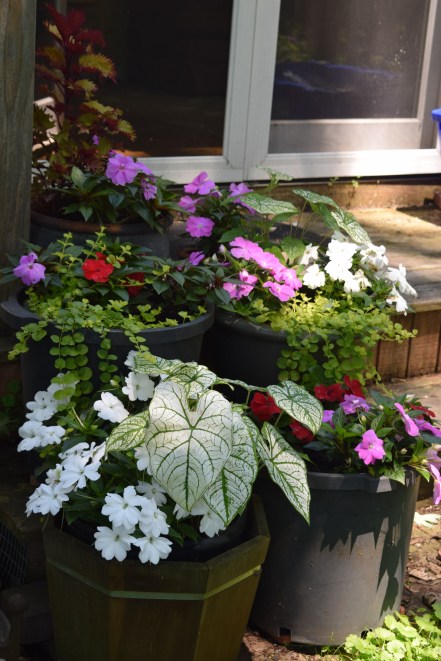 Caladium, New Guinea Impatiens, and golden creeping jenny in the back containers.