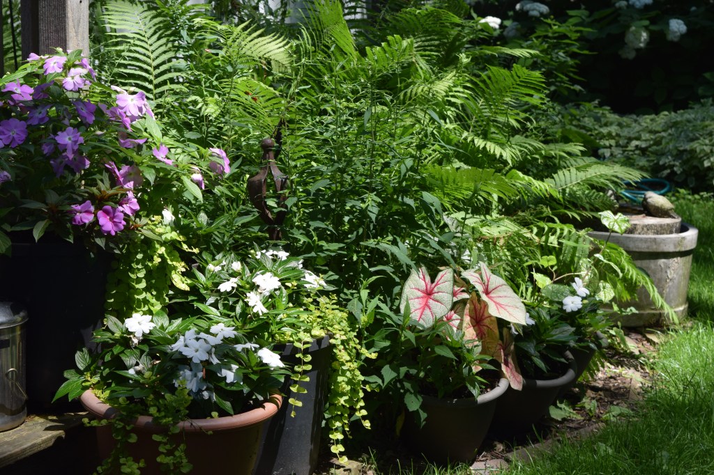 I move these containers to cover up the area where the Virginia bluebells have gone dormant.