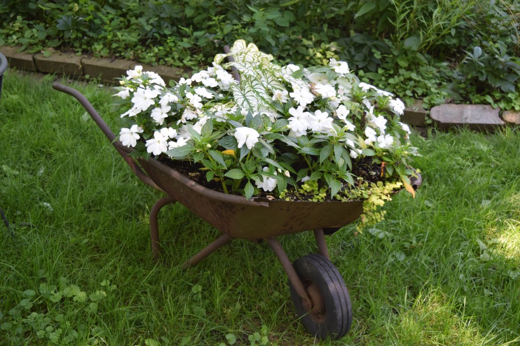 The old wheelbarrow full of NG impatiens