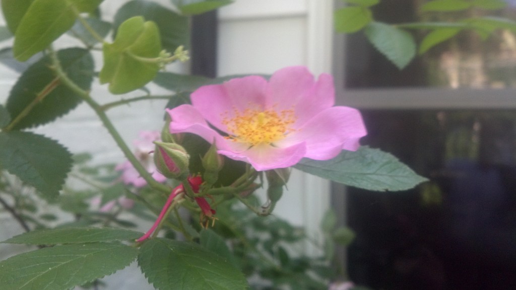 Prairie Rose. I took this with my phone, sorry it's a little fuzzy.