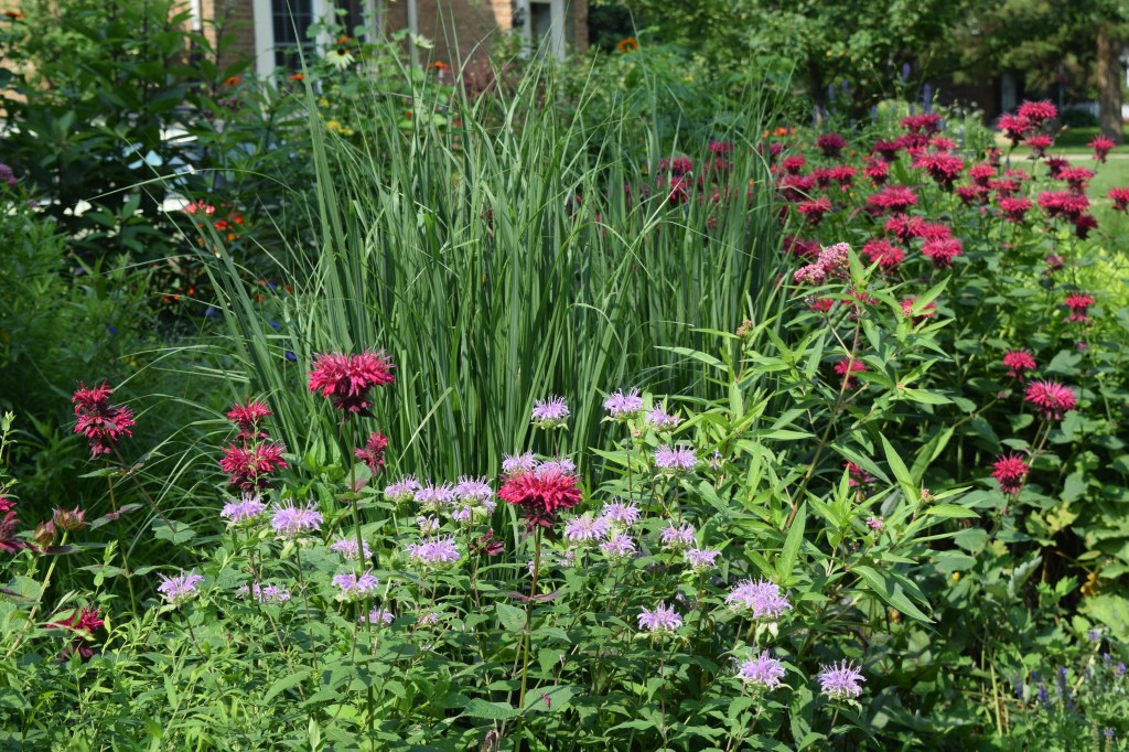 Switchgrass and Monardas