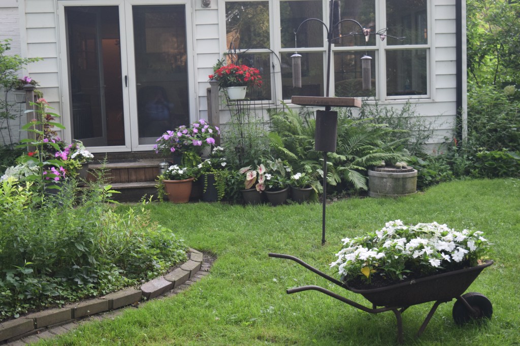 At this time of year the back garden depends on containers for a good deal (though not all) of its color.