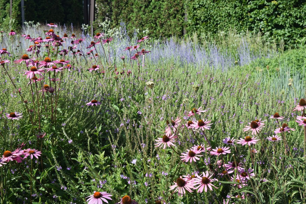 Echinacea with Russian Sage 'Little Spire' (Perovskia atriplicifolia).
