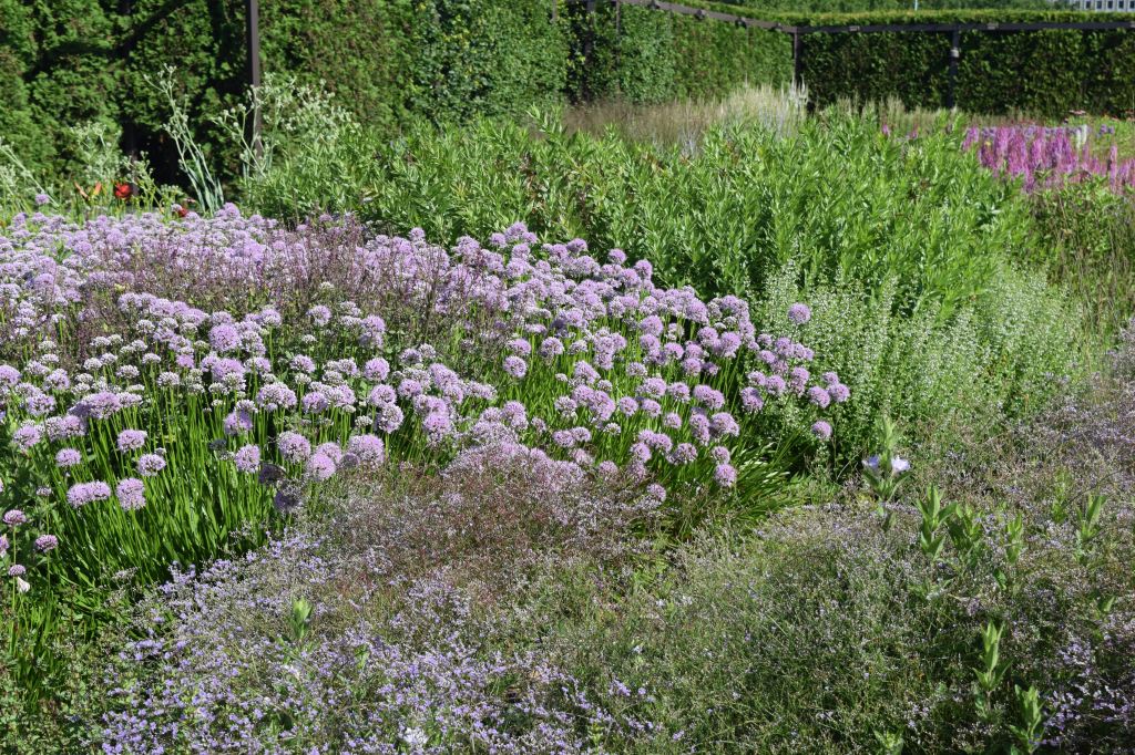 Big drifts of 'Summer Beauty' Allium are gorgeous in July.