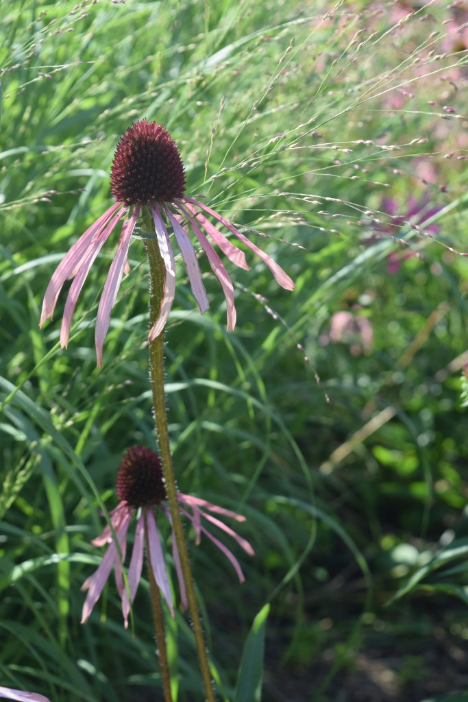 Pale purple coneflower (Echinacea pallida) with switchgrass (Panicum virgatum).