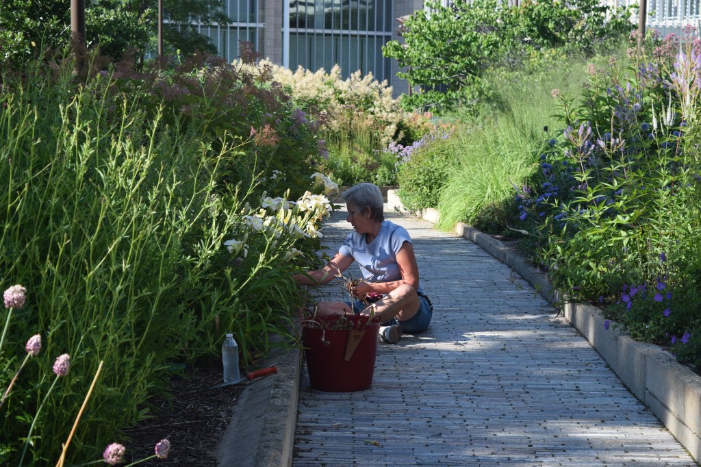 Lurie Garden volunteer at work.