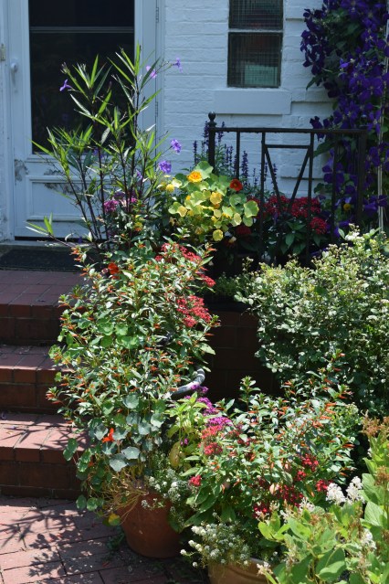 Containers in sun on the front walk and stoop.