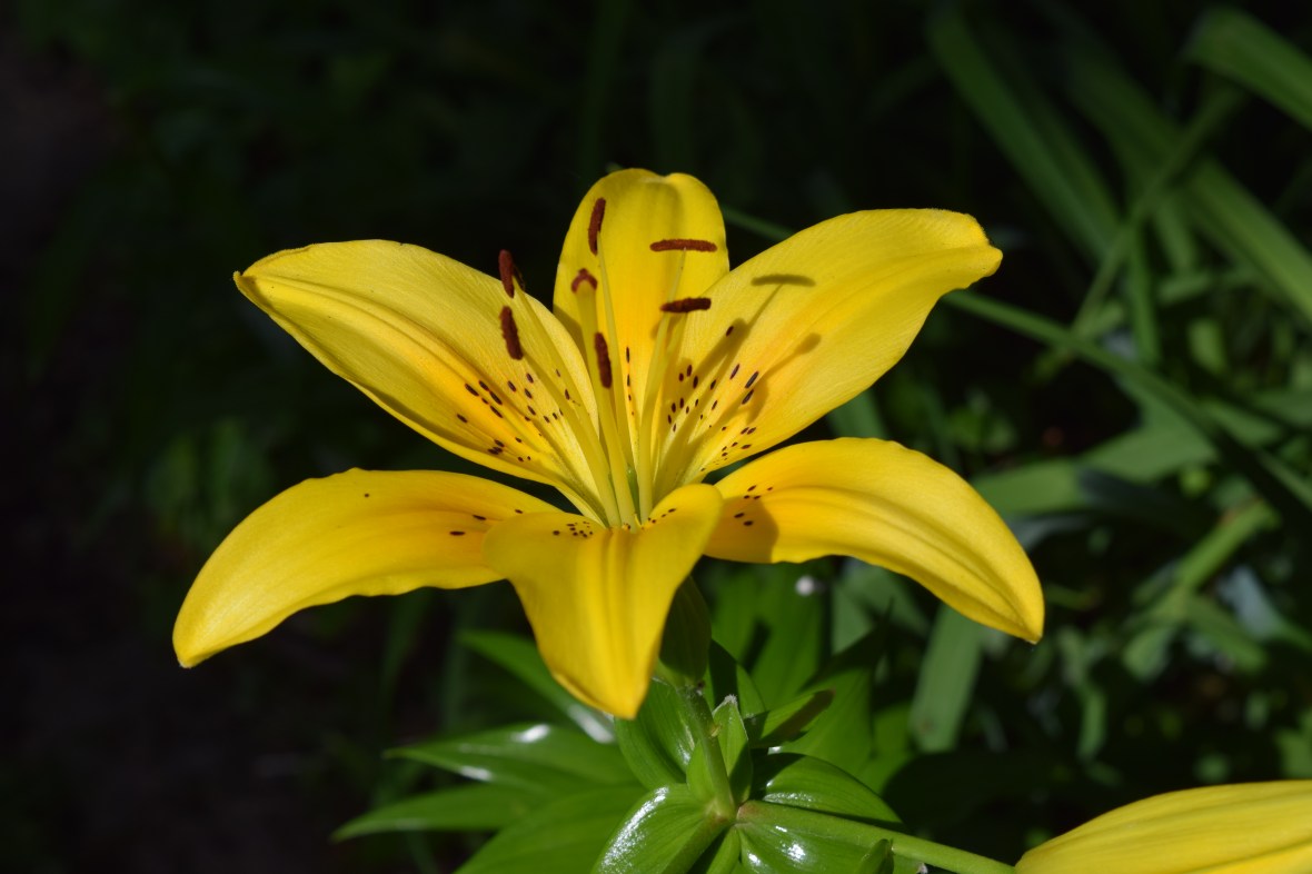 2014-07-04 16.21.28 asiatic lily